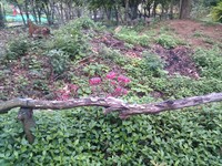 20100215Farm Visit48.jpg